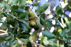 Acorns ripen on an oak tree in a city park. photo