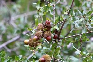 Acorns ripen on an oak tree in a city park. photo