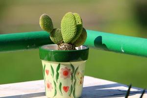 Green plants grow in a flower pot. photo