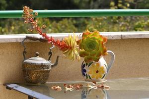 Green plants grow in a flower pot. photo