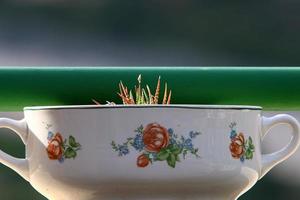 Green plants grow in a flower pot. photo