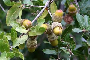 Acorns ripen on an oak tree in a city park. photo