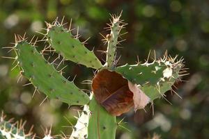 A large and prickly cactus grows in a city park. photo