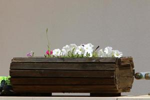 Green plants grow in a flower pot. photo