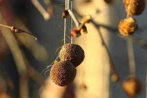 árbol sicómoro alto en un parque de la ciudad en israel. foto