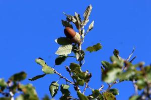 Acorns ripen on an oak tree in a city park. photo