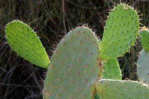 A large and prickly cactus grows in a city park. photo