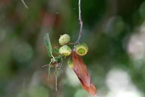 Acorns ripen on an oak tree in a city park. photo