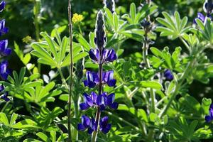 Lupine blooms in a forest clearing. photo