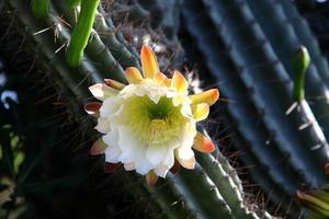 A large and prickly cactus grows in a city park. photo