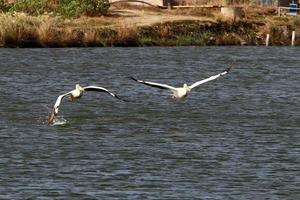 Pelicans on the lake are catching fish. photo