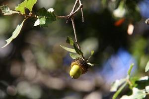 Acorns ripen on an oak tree in a city park. photo