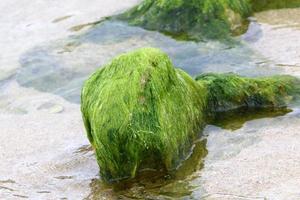 algas verdes en las rocas de la costa mediterránea. foto