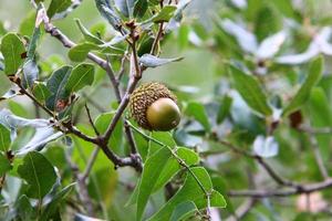 las bellotas maduran en un roble en un parque de la ciudad. foto