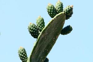 A large and prickly cactus grows in a city park. photo