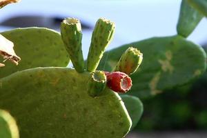 A large and prickly cactus grows in a city park. photo