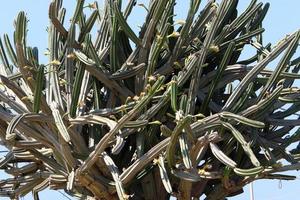 A large and prickly cactus grows in a city park. photo