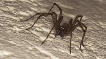 Macro frontal capture of an cobweb spider photo