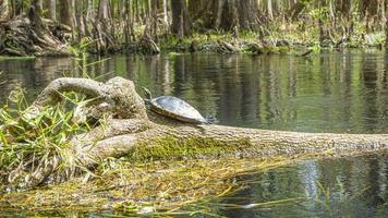 tortuga salvaje tomando un baño de sol en la orilla del río suwannee en florida en primavera durante el día foto