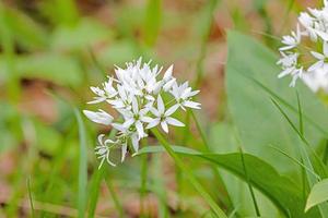 Close up of may weed flower against blurred green background photo