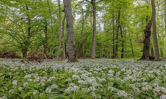 View over a piece of forest with dense growth of white flowering wild garlic in spring photo