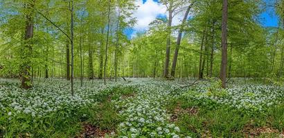 View over a piece of forest with dense growth of white flowering wild garlic in spring photo