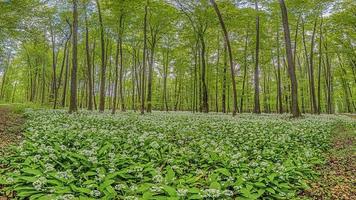 View over a piece of forest with dense growth of white flowering wild garlic in spring photo