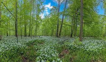 View over a piece of forest with dense growth of white flowering wild garlic in spring photo