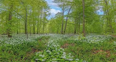 View over a piece of forest with dense growth of white flowering wild garlic in spring photo