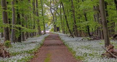 View along a forest path lined with white blooming wild garlic in springtime photo