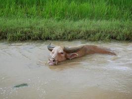 Water buffalo in the canal to cool off. photo