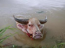 búfalo de agua en el canal para refrescarse. foto