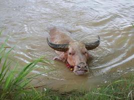 Water buffalo in the canal to cool off. photo