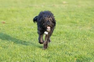 un cachorro de bordoodle corriendo en el parque foto