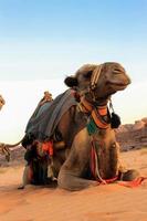 un camello tirado en la arena en wadi rum en jordania foto