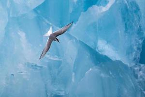 An Arctic tern, hunting in front of an iceberg in the Arctic