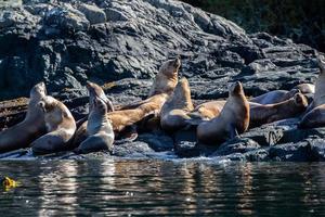 Steller leones marinos asentados sobre rocas en el estrecho de johnstone, columbia británica foto