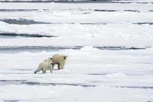 oso polar madre, con dos cachorros en el hielo marino en el ártico foto