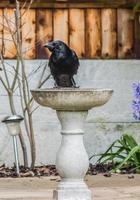 A carrion crow perched in a bird bath photo