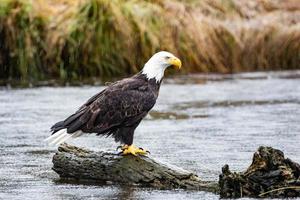 A bald eagle sitting on a log in British columbia photo