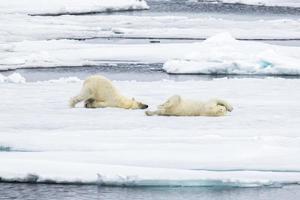 bebés de oso polar en el hielo marino en el ártico foto