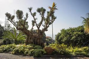 olivo milenario en jardines tropicales en funchal, madeira foto