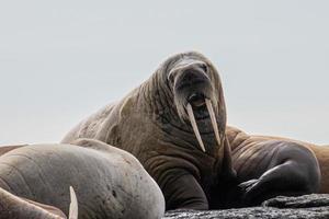 una colonia de morsas en svalbard en el ártico foto