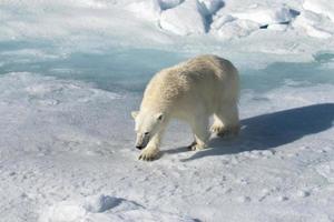 un oso polar en el hielo marino en el ártico foto