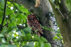 A Tawney owl perched on a branch in a tree photo
