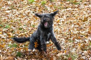 un cachorro de bordoodle jugando en las hojas de otoño foto