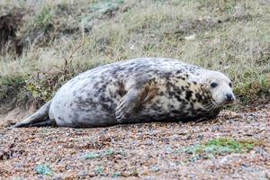 Grey seal on the beach at Blakeney point photo