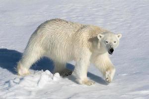 un oso polar en el hielo marino en el ártico foto