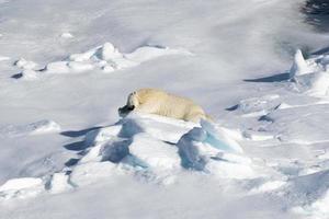 un oso polar dormido sobre el hielo marino en el ártico