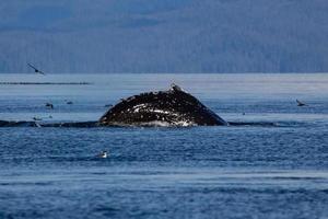 Sperm whale in British columbia photo